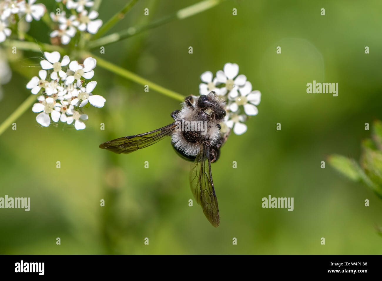 Ashy mining bee (Andrena cineraria) Foto Stock