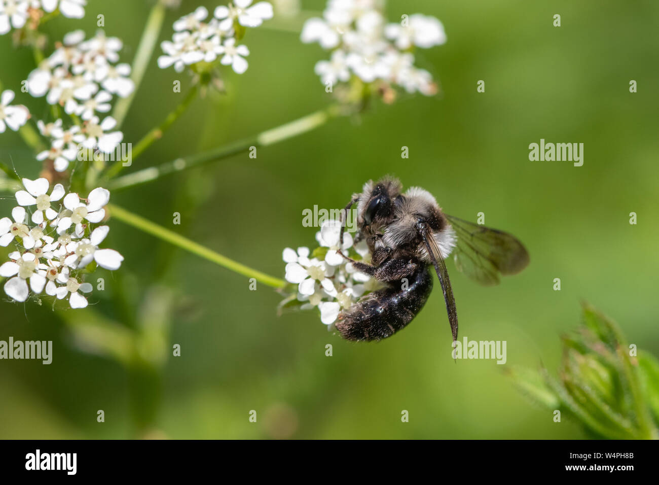 Ashy mining bee (Andrena cineraria) Foto Stock