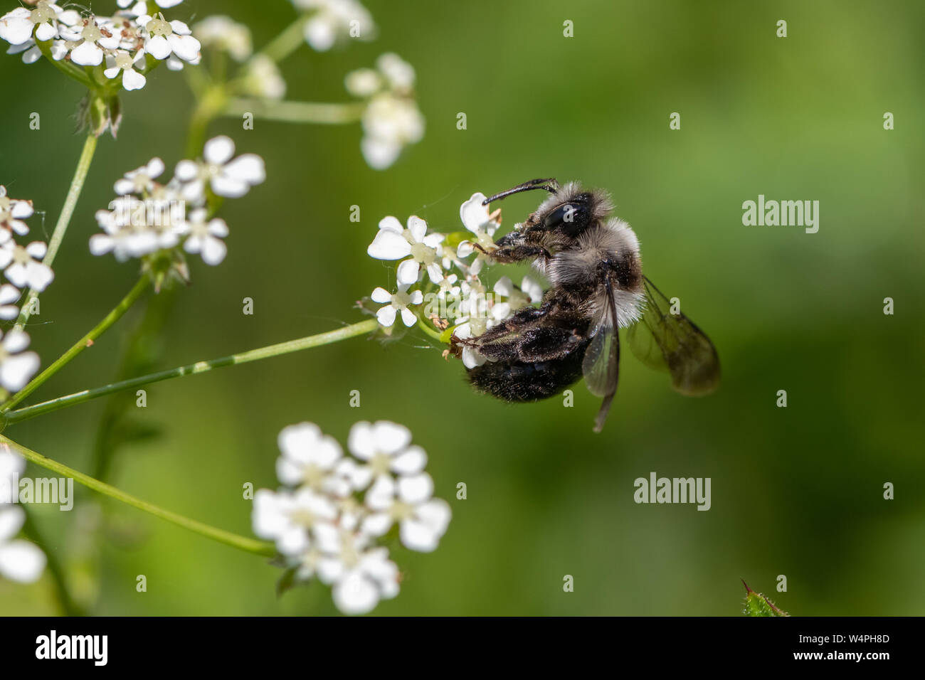 Ashy mining bee (Andrena cineraria) Foto Stock