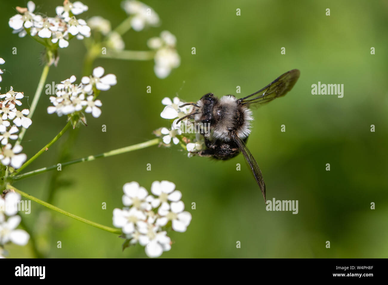 Ashy mining bee (Andrena cineraria) Foto Stock