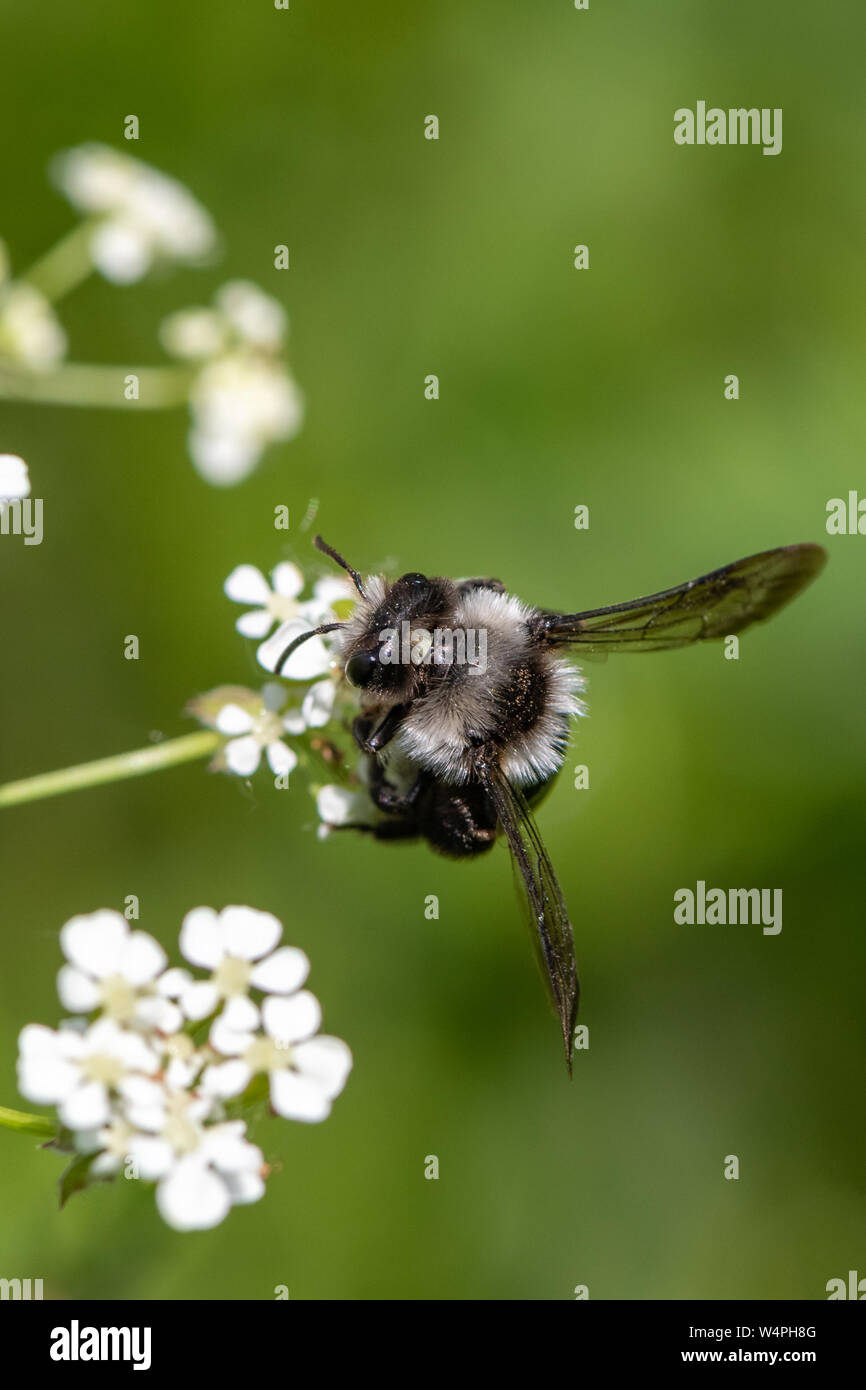 Ashy mining bee (Andrena cineraria) Foto Stock