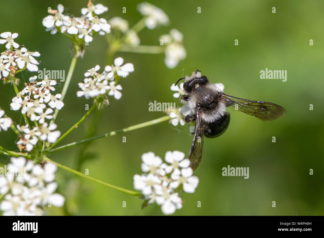 Ashy mining bee (Andrena cineraria) Foto Stock