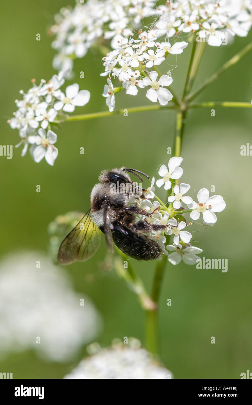 Ashy mining bee (Andrena cineraria) Foto Stock