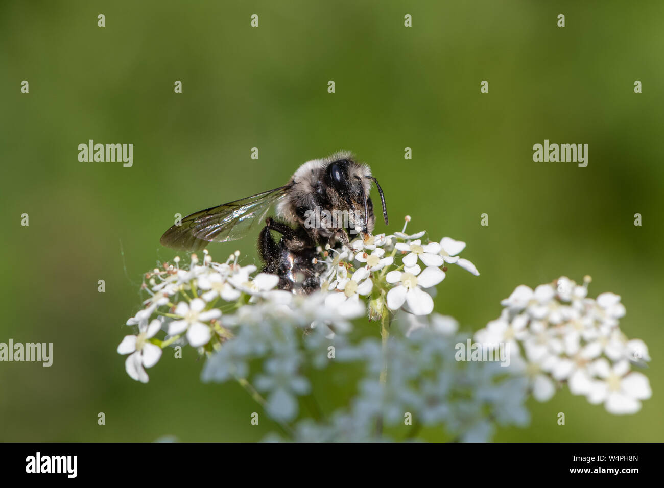 Ashy mining bee (Andrena cineraria) Foto Stock
