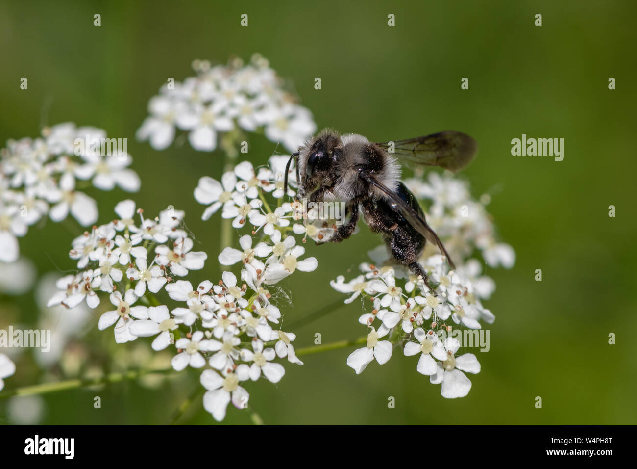 Ashy mining bee (Andrena cineraria) Foto Stock