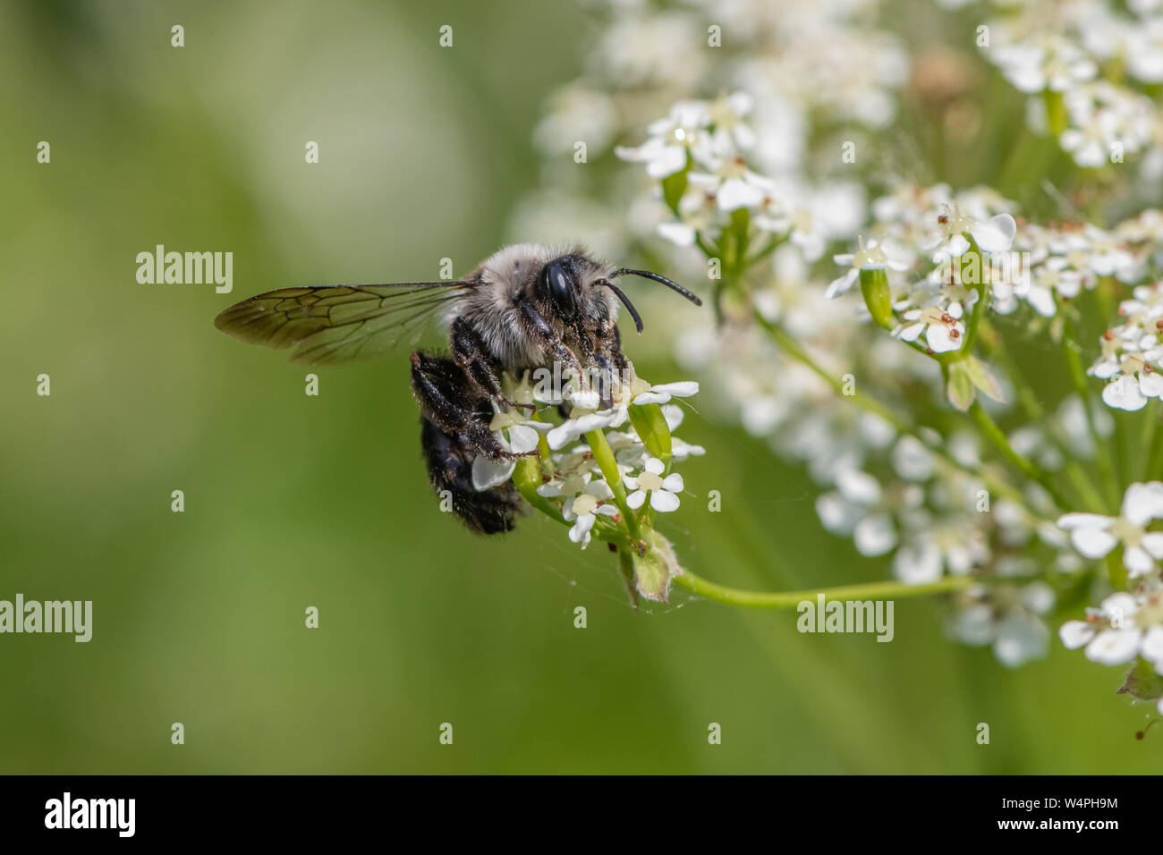 Ashy mining bee (Andrena cineraria) Foto Stock