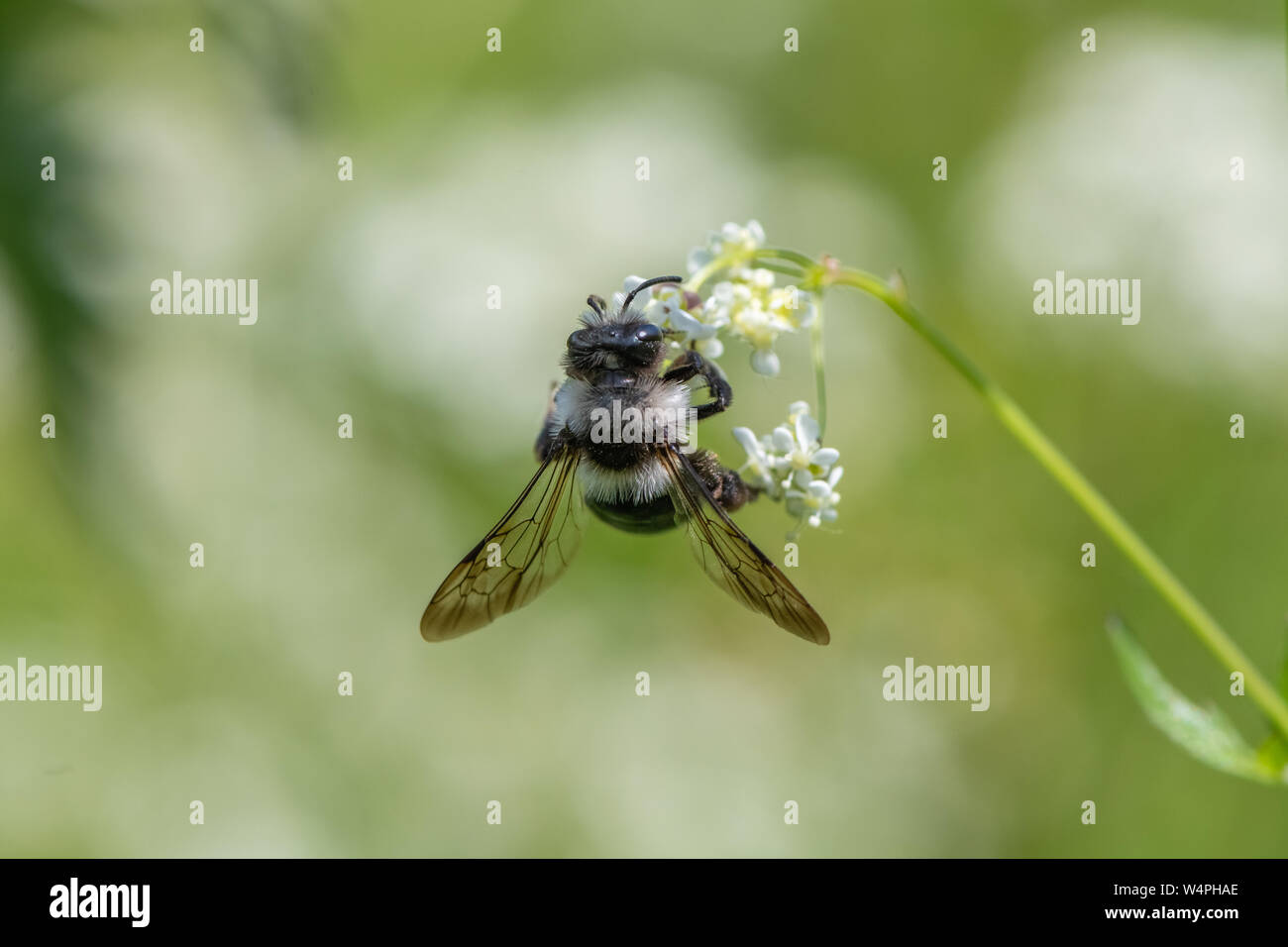Ashy mining bee (Andrena cineraria) Foto Stock
