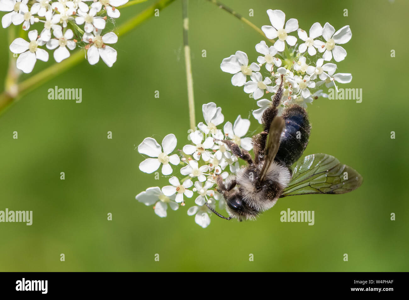 Ashy mining bee (Andrena cineraria) Foto Stock