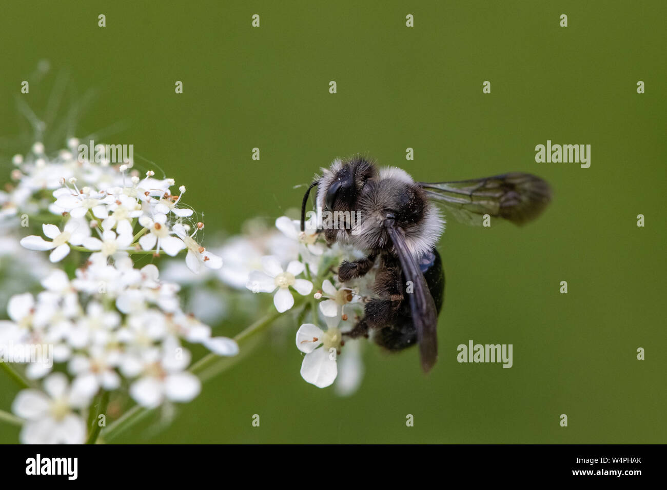 Ashy mining bee (Andrena cineraria) Foto Stock