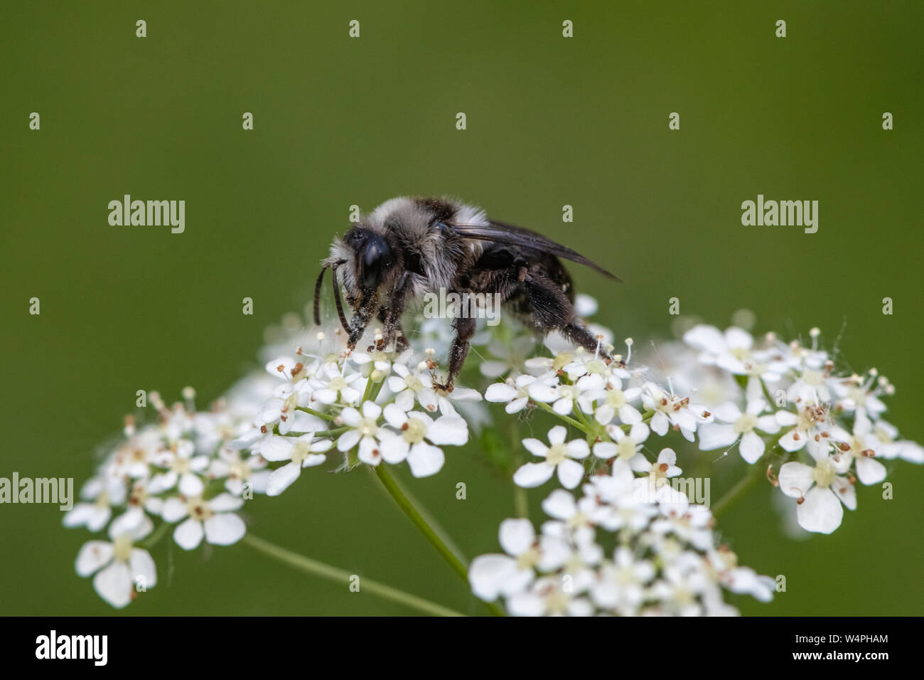 Ashy mining bee (Andrena cineraria) Foto Stock