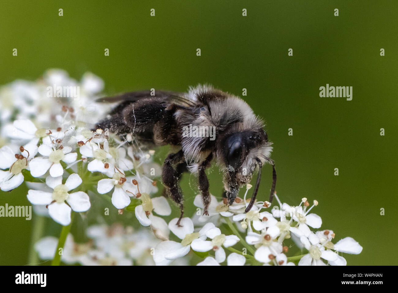 Ashy mining bee (Andrena cineraria) Foto Stock