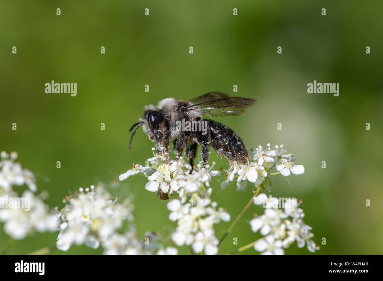 Ashy mining bee (Andrena cineraria) Foto Stock