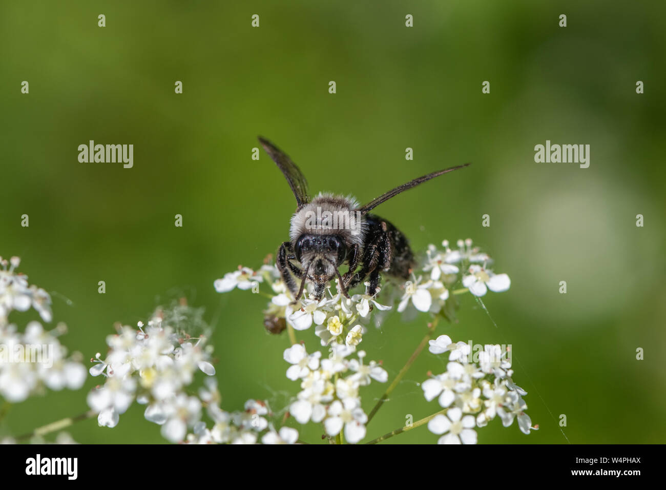 Ashy mining bee (Andrena cineraria) Foto Stock