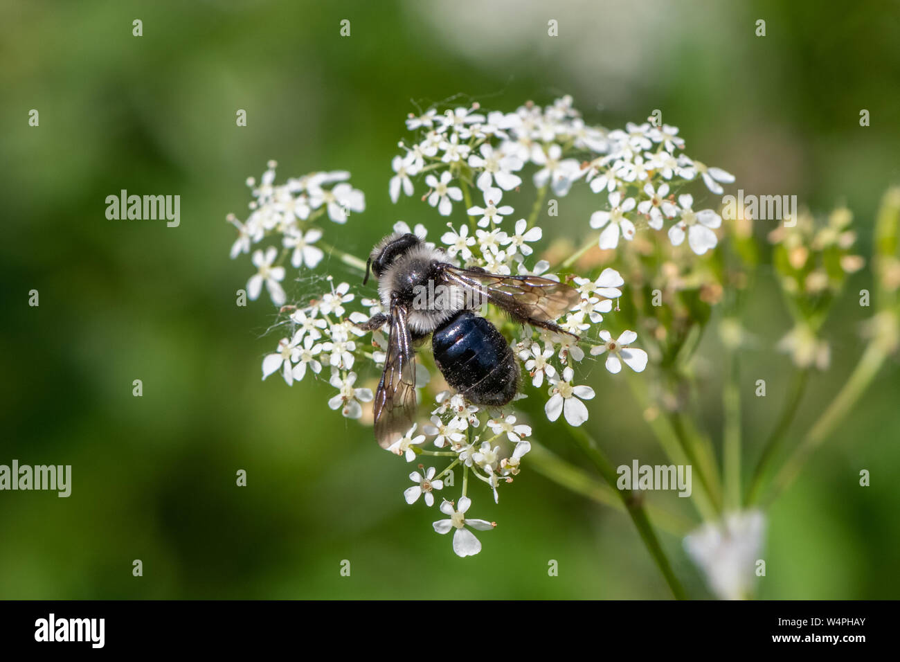 Ashy mining bee (Andrena cineraria) Foto Stock