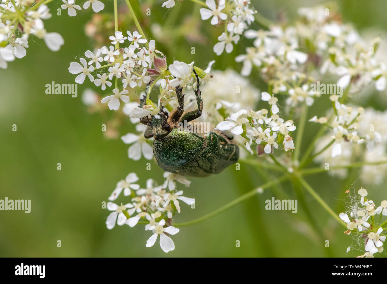 Rose Chafers (Cetonia aurata) Foto Stock