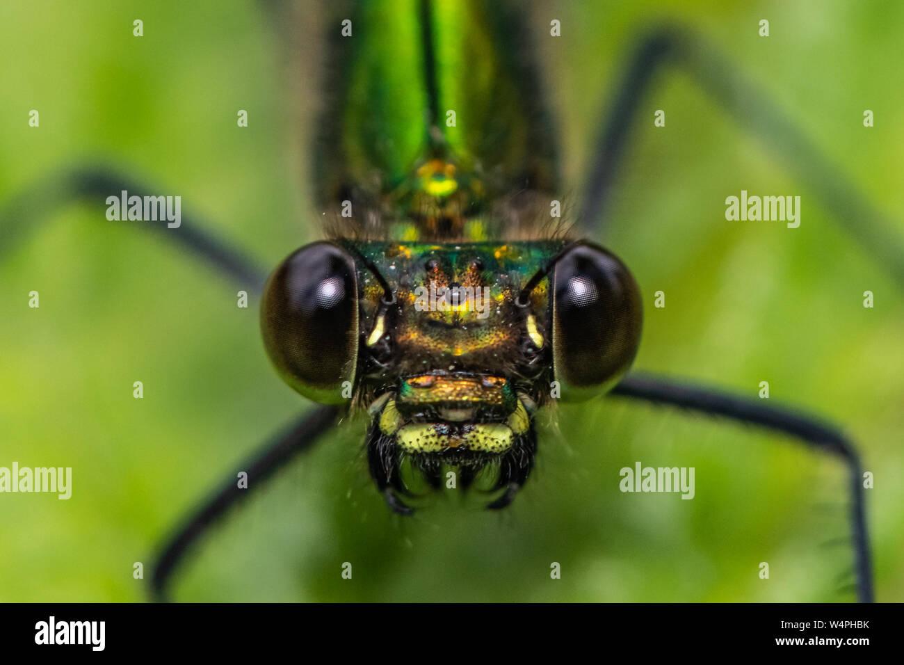 Donne belle demoiselle (Calopteryx virgo) Foto Stock