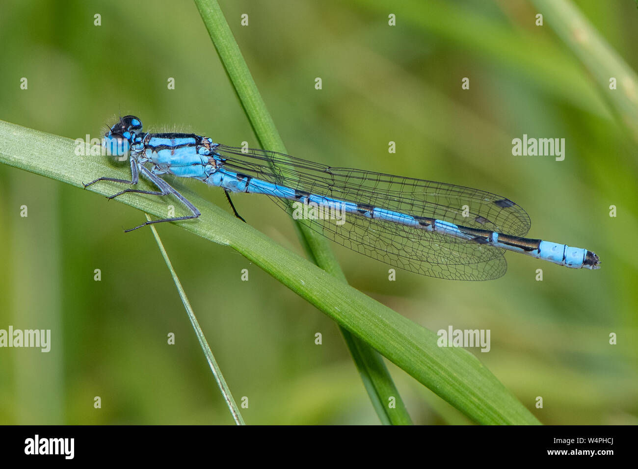 Comune Damselfly blu (Enallagma cyathigerum) Foto Stock