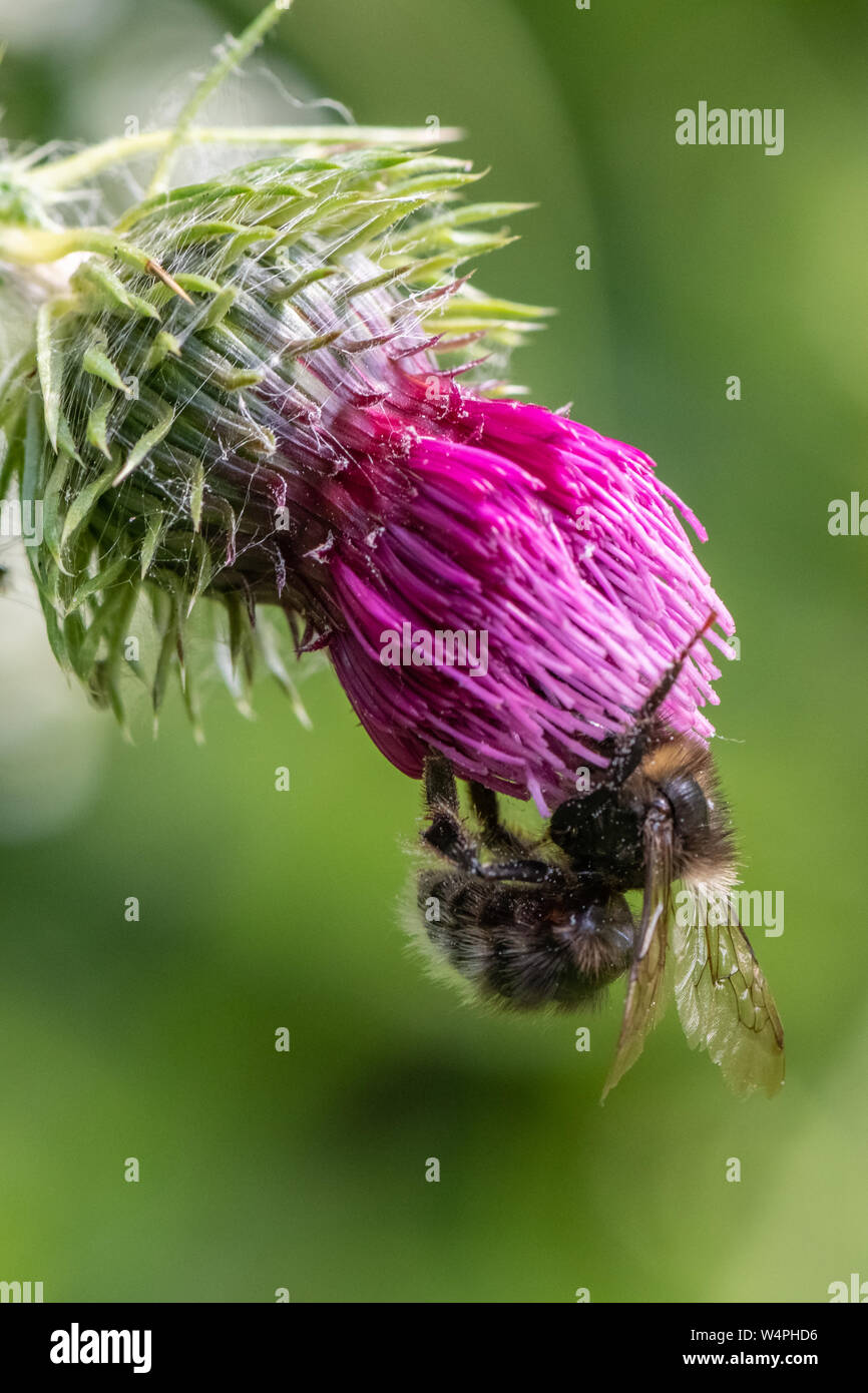 Bumble Bee sul fiore di cardo Foto Stock