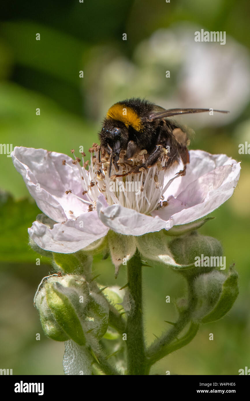 Bumble Bee su Blackberry fiore. Foto Stock