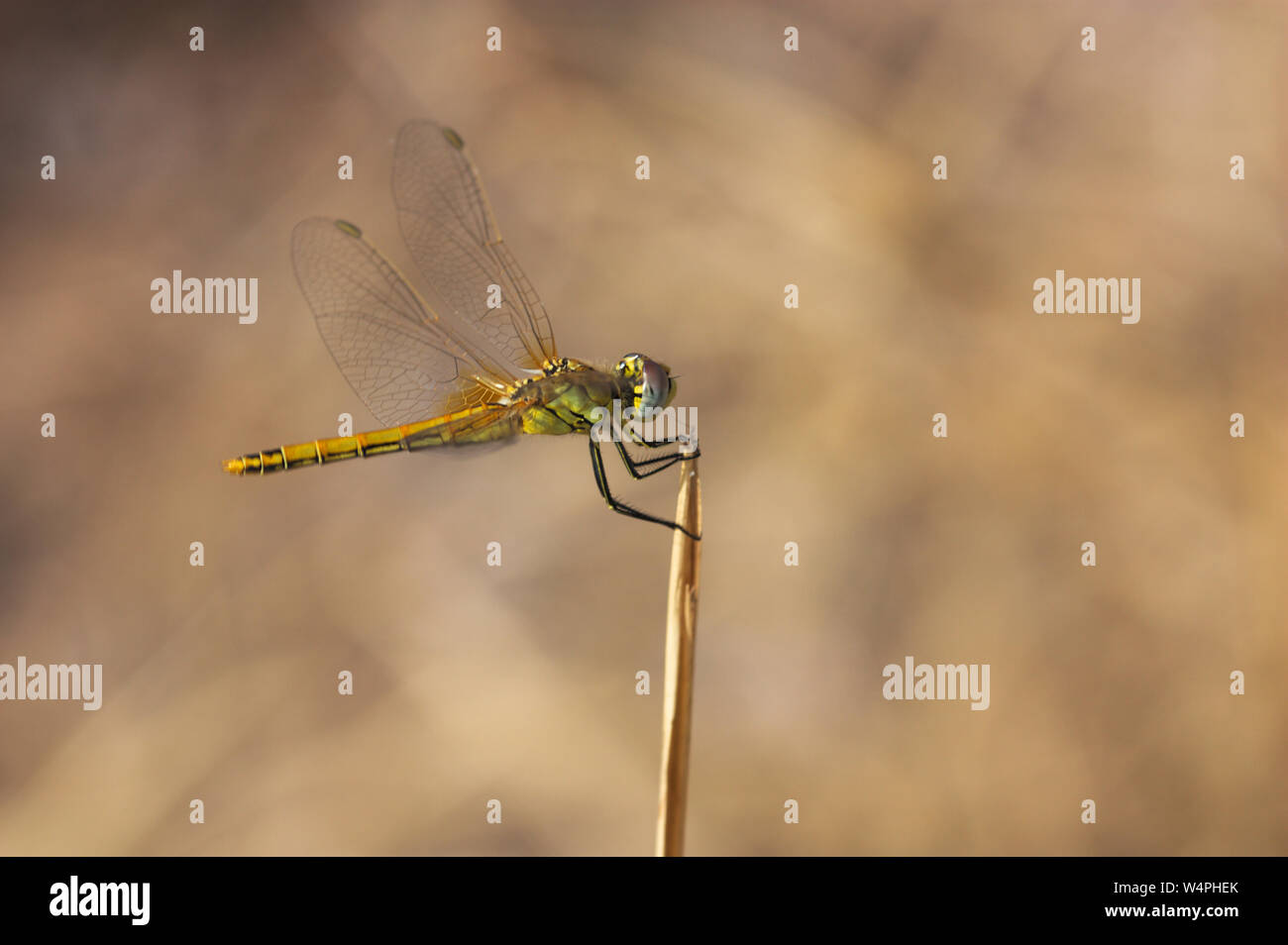 Immagine di una libellula (anisoptera) in attesa presso il suo sito di sorveglianza per catturare la sua prossima preda Foto Stock