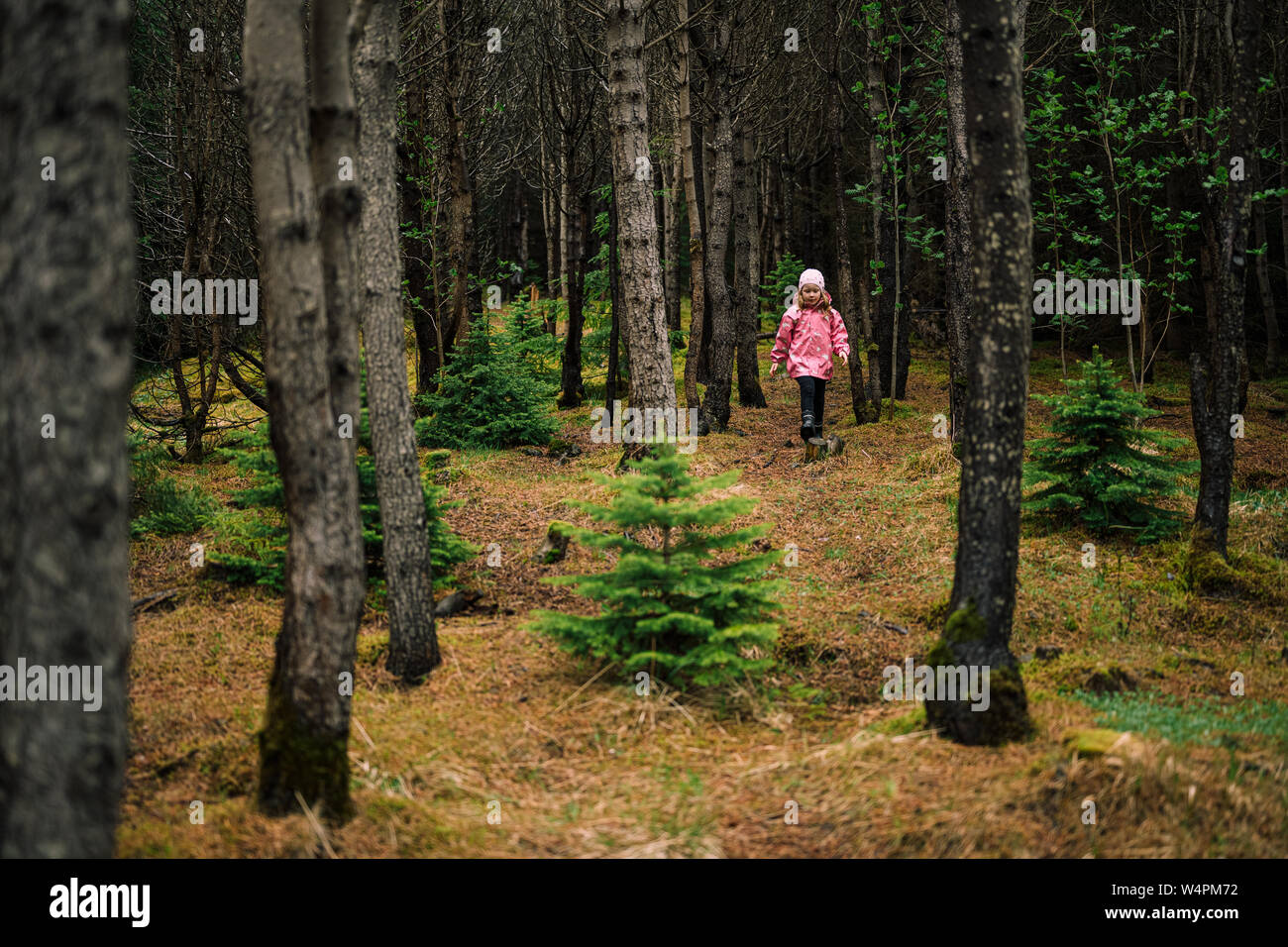 Intrepida bambina in rosa impermeabile a camminare nel buio boreale foresta islandese tra alberi Foto Stock