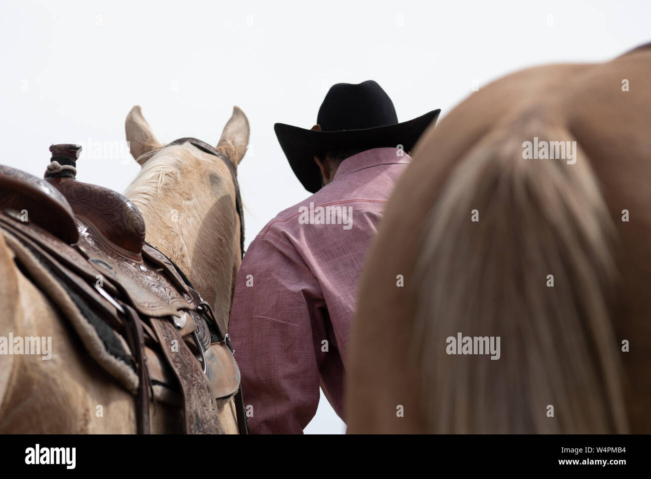 Un cowboy tende al suo cavallo dietro le quinte Arizona Rodeo nero Foto Stock