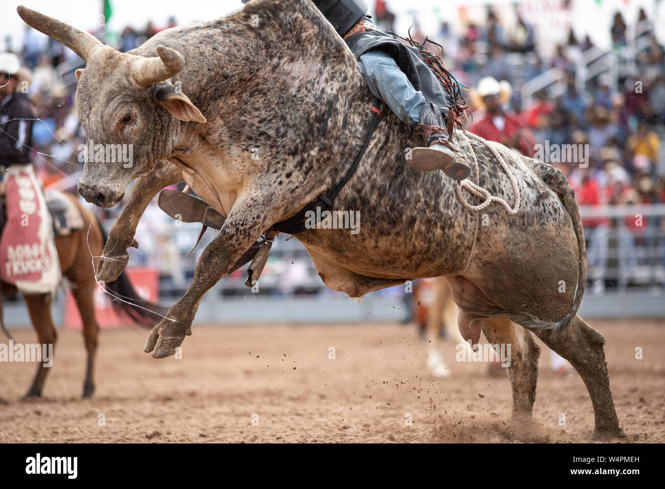 Un toro salta intorno come il ciclista cerca di tenere su il rodeo nero Foto Stock