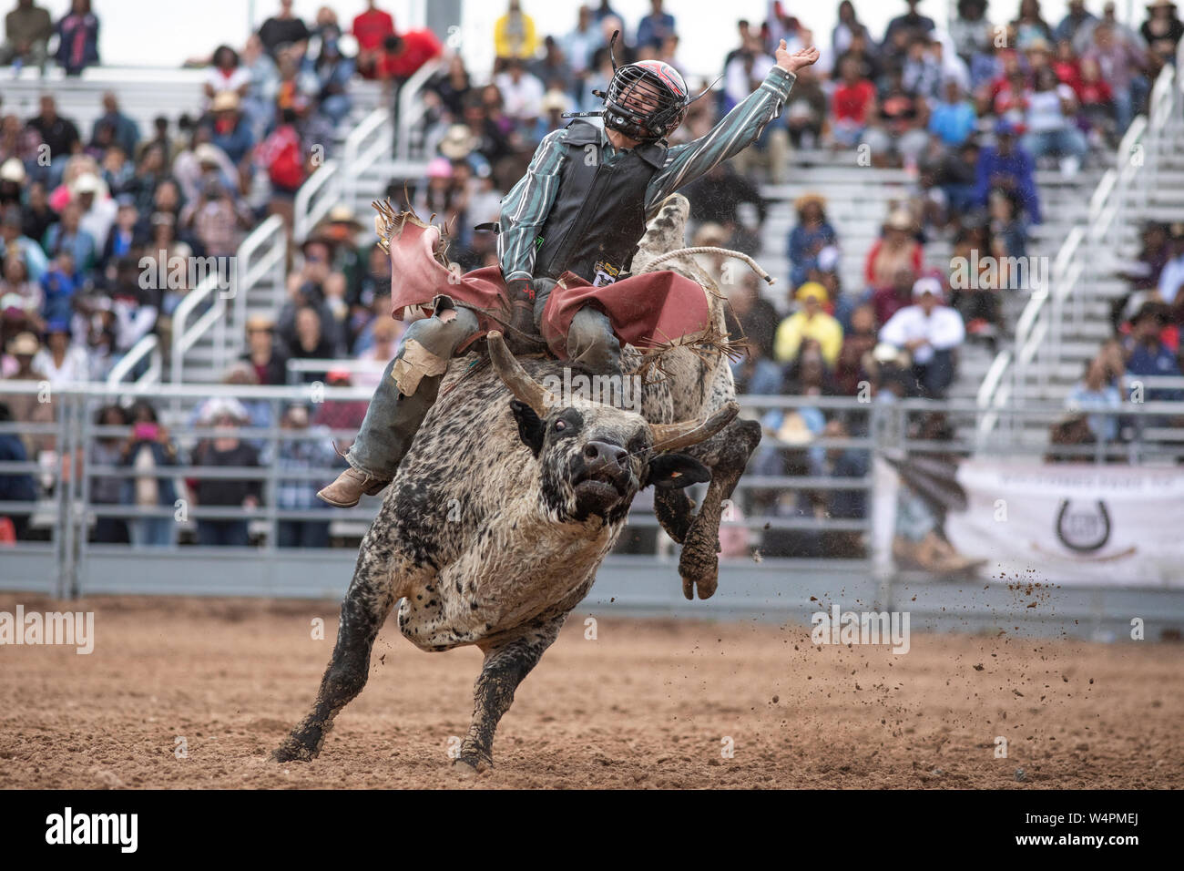 Una bull rider tenta di tenere su durante il rodeo bull evento di equitazione Foto Stock