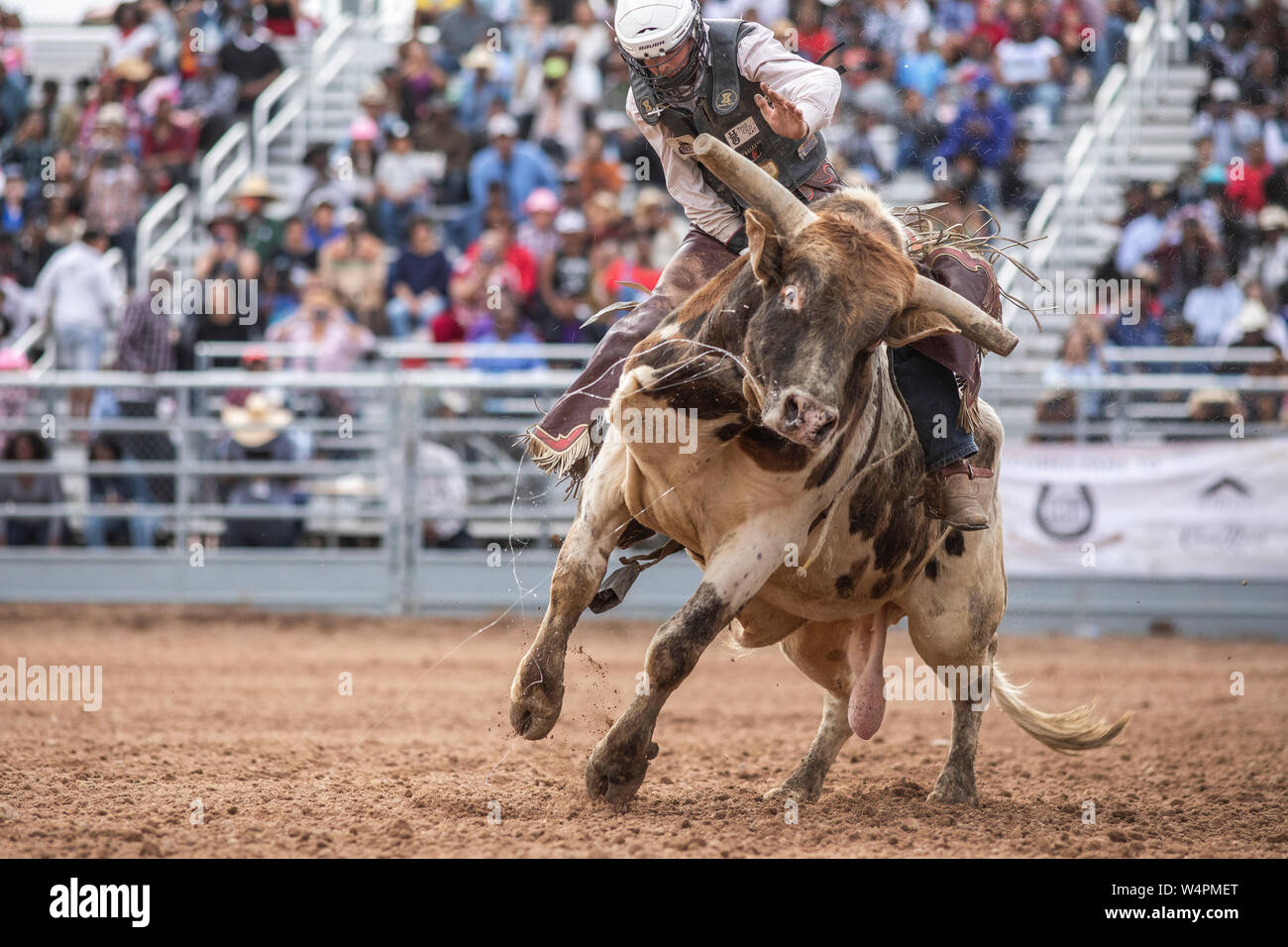 Una bull rider tenta di appendere su presso l'Arizona nero rodeo Foto Stock