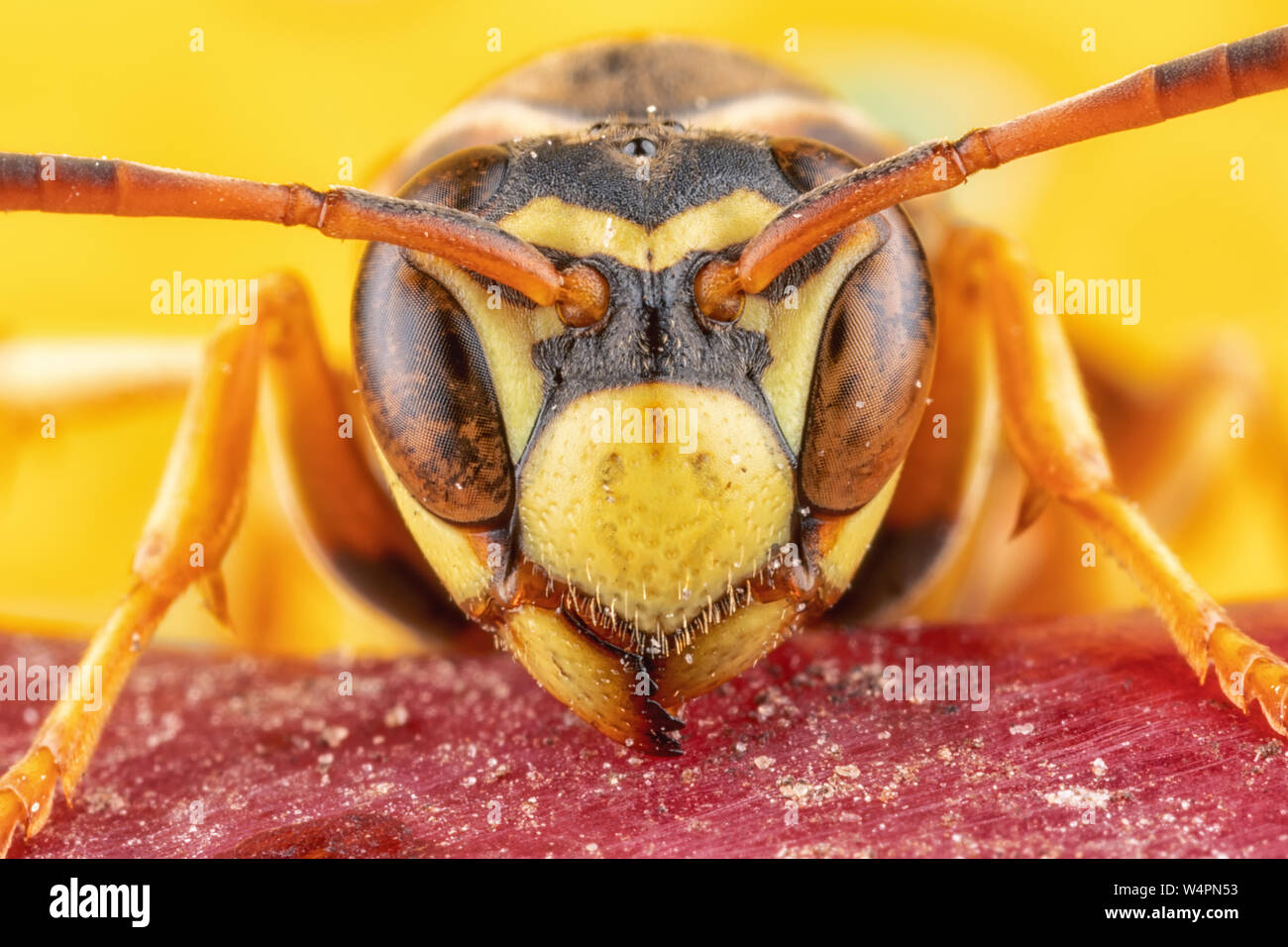 Carta Ritratto di Vespa - Femmina feroce Wasp su Apple con colori audaci Foto Stock