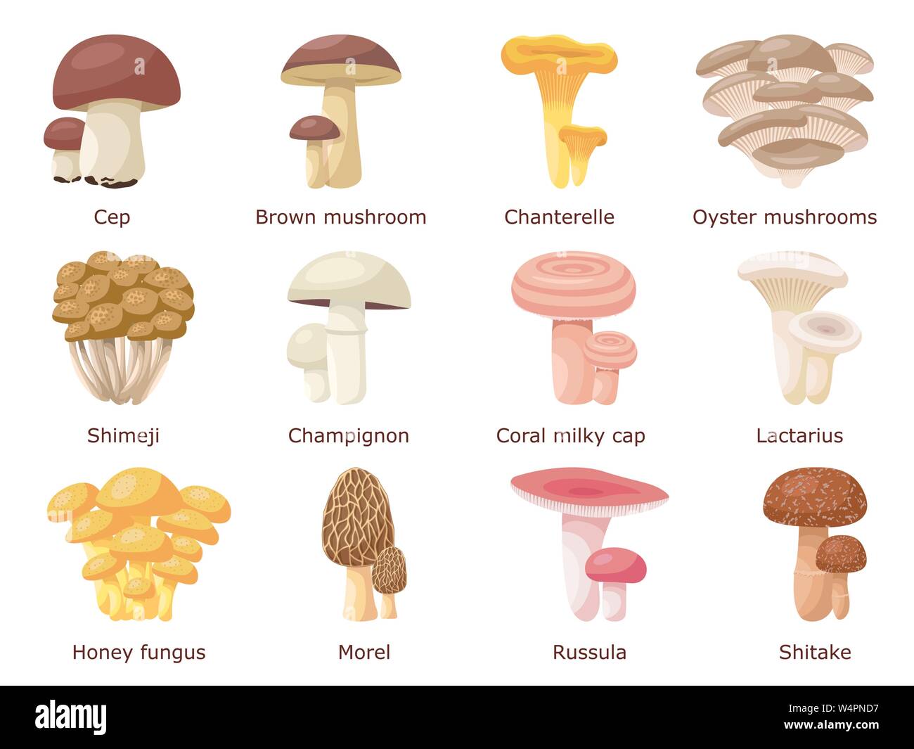 Set di una varietà di diversi funghi commestibili Illustrazione Vettoriale