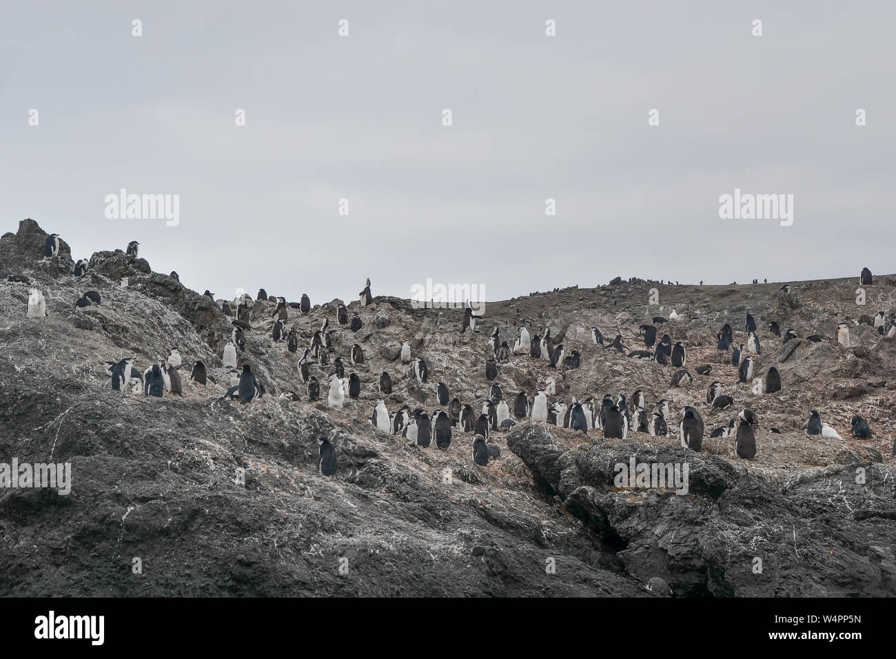 Pinguini su una collina rocciosa Foto Stock