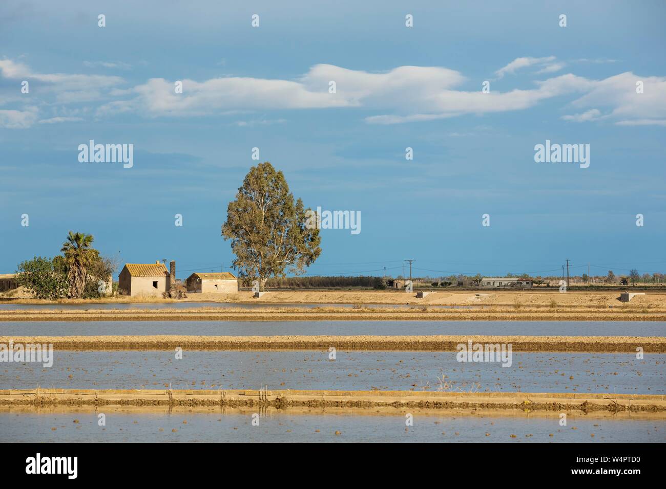 Risaie allagate e cascina, Ebro Delta Riserva Naturale, provincia di Tarragona Catalogna Foto Stock