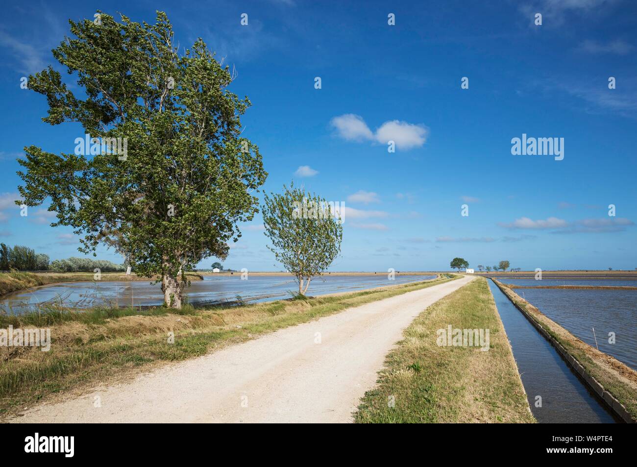 Vicolo del paese e del canale tra risaie allagate conduce ad una piccola fattoria, Ebro Delta Riserva Naturale, provincia di Tarragona Catalogna Foto Stock