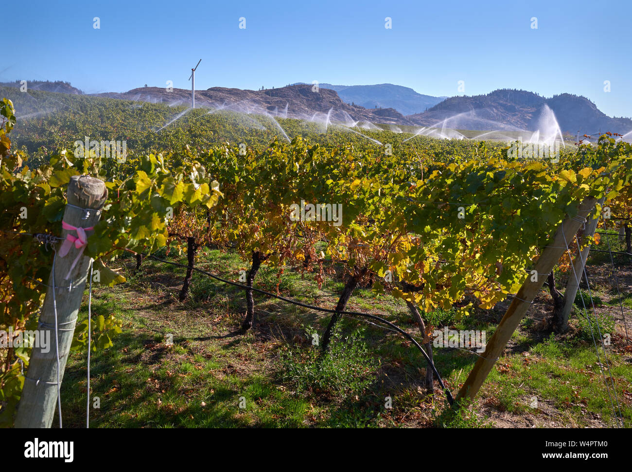 Okanagan irrigazione dei vigneti. Un vigneto viene irrigato al tramonto nella Okanagan Valley, British Columbia, Canada. Foto Stock