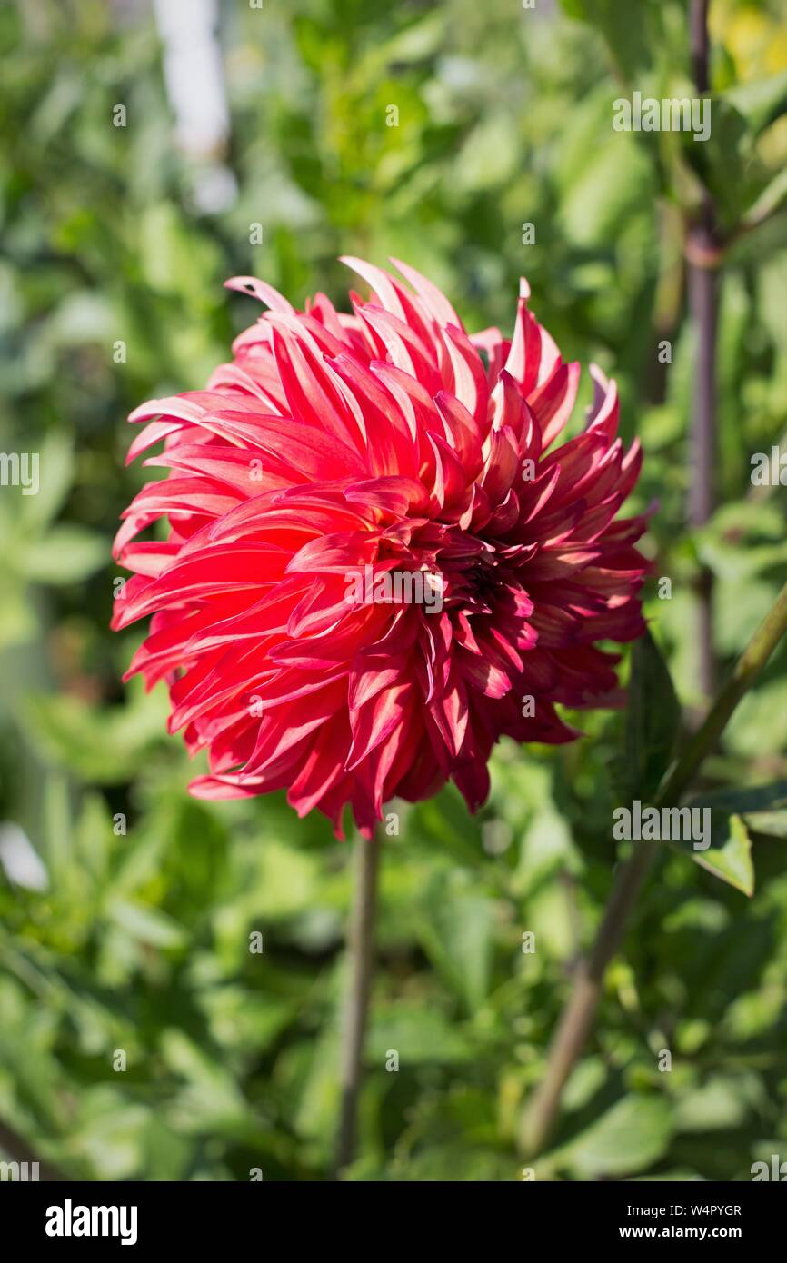 Dahlia 'AC Rooster". Foto Stock