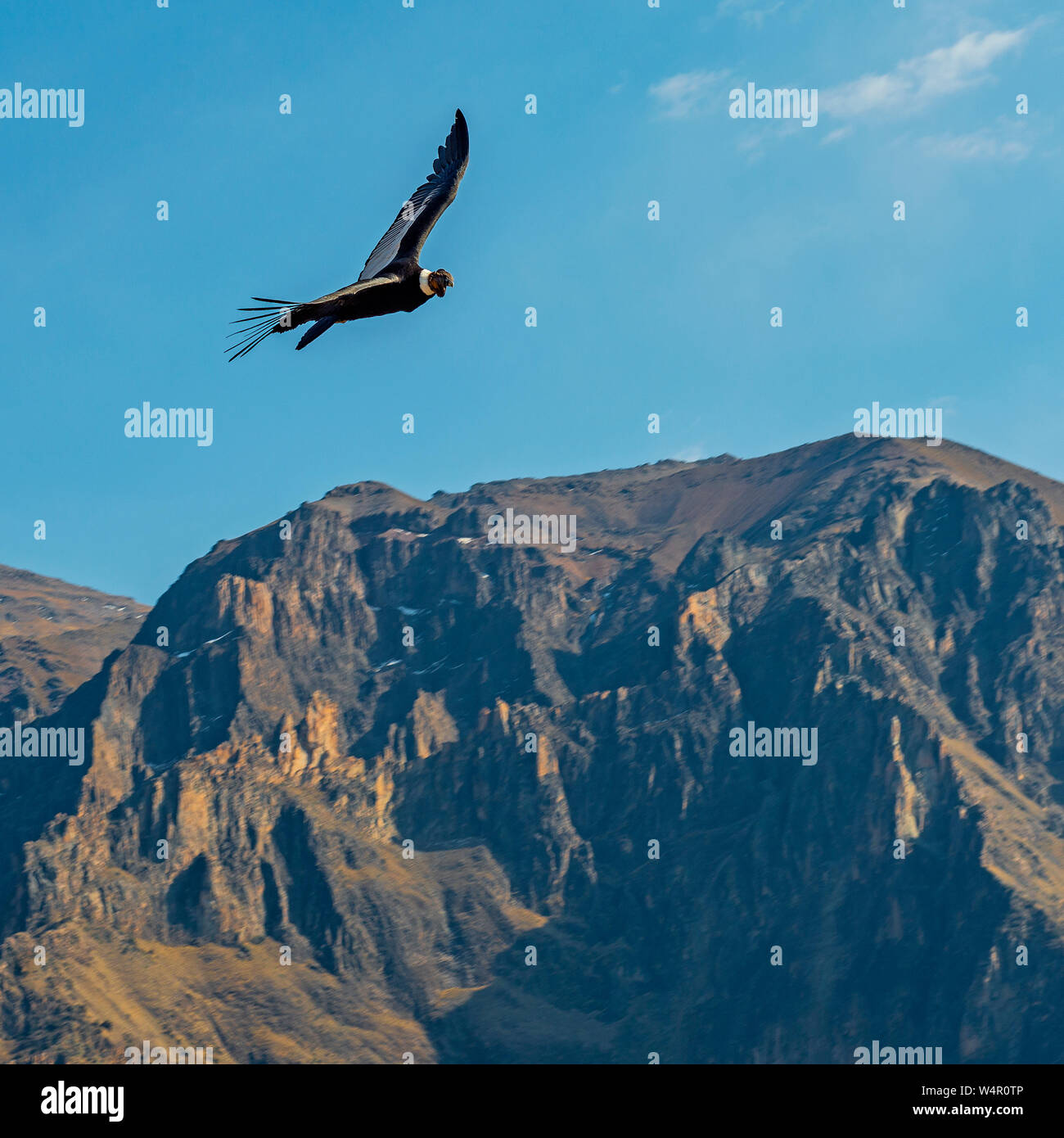 Square fotografia di un condor delle Ande (Vultur gryphus) volare sopra le cime delle montagne più alte del Colca Canyon nei pressi di Arequipa, Perù. Foto Stock