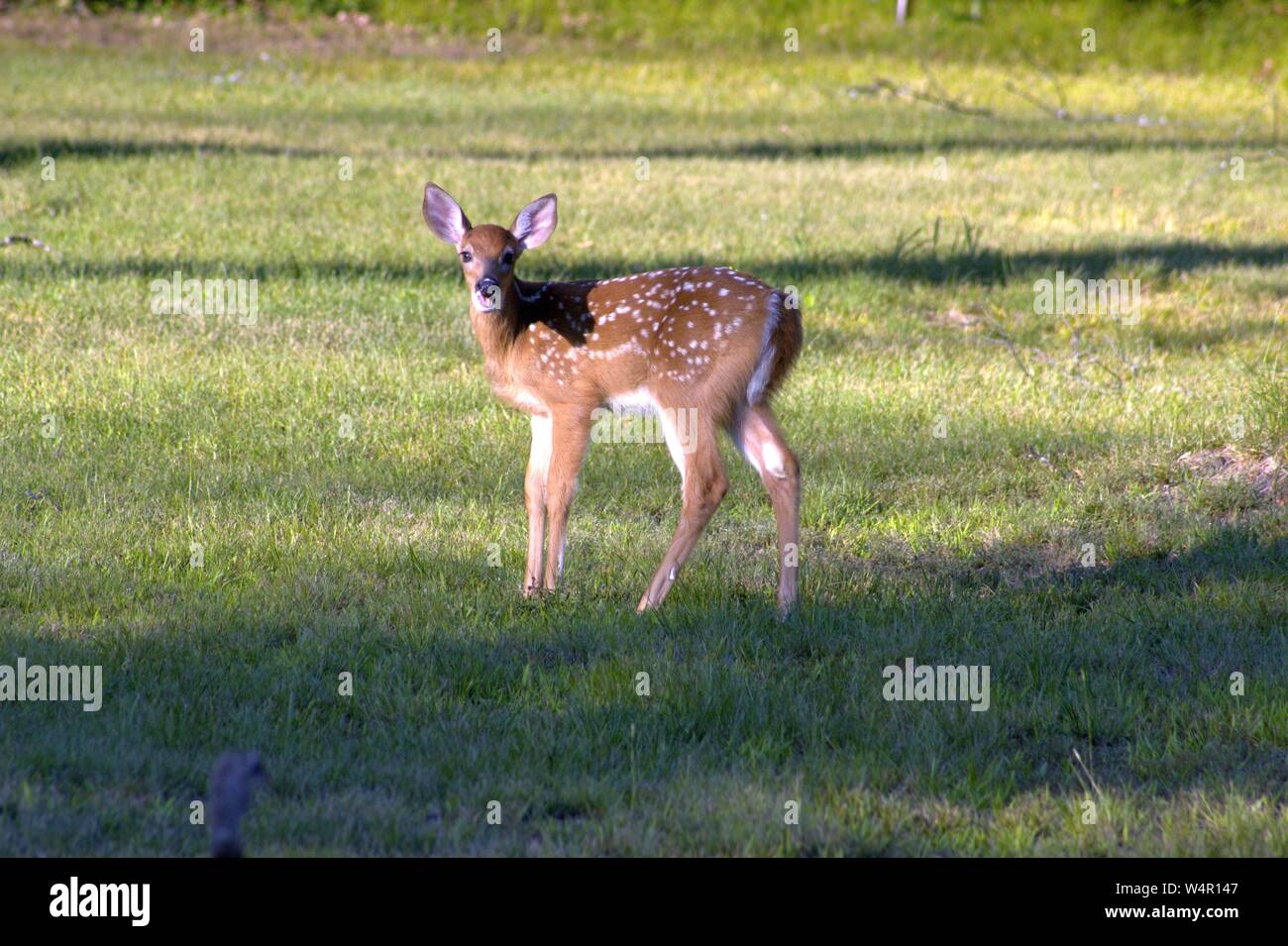 Un cerbiatto Nibbles qualche erba Foto Stock