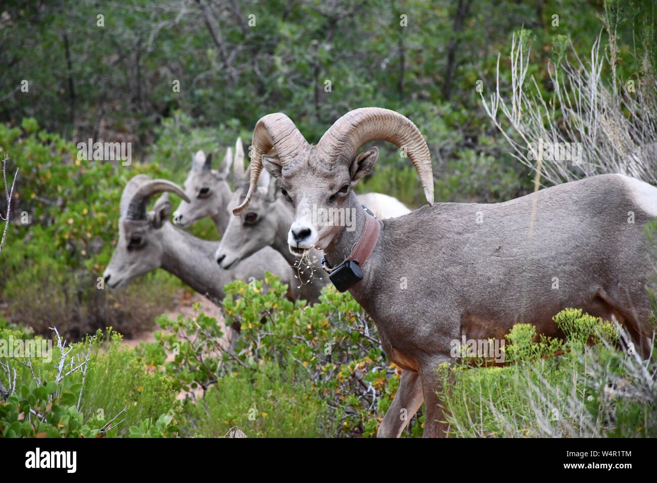 Desert Bighorn chow tempo Foto Stock