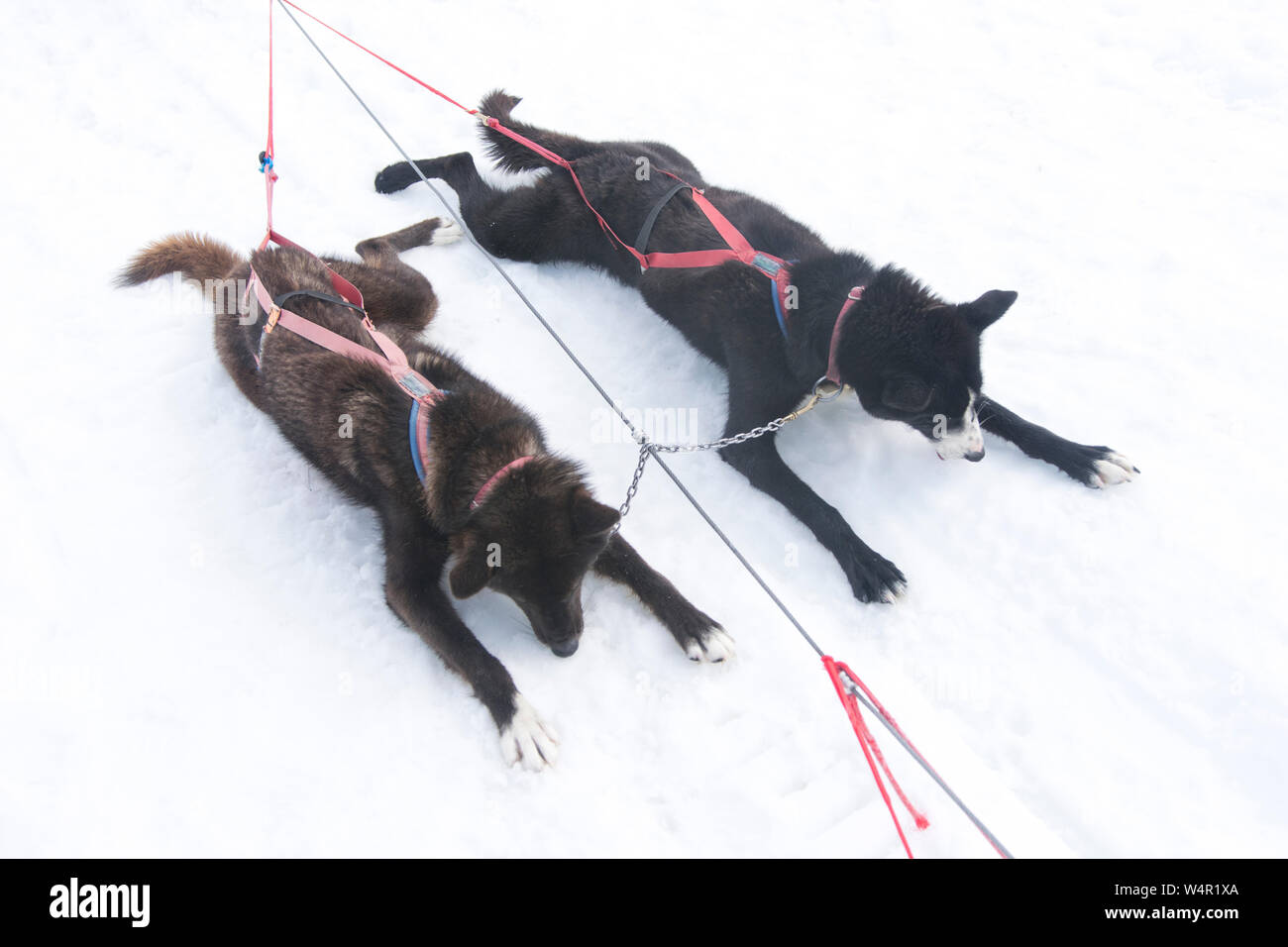 I cani di cooling off sul ghiacciaio Norris, Alaska. Foto Stock