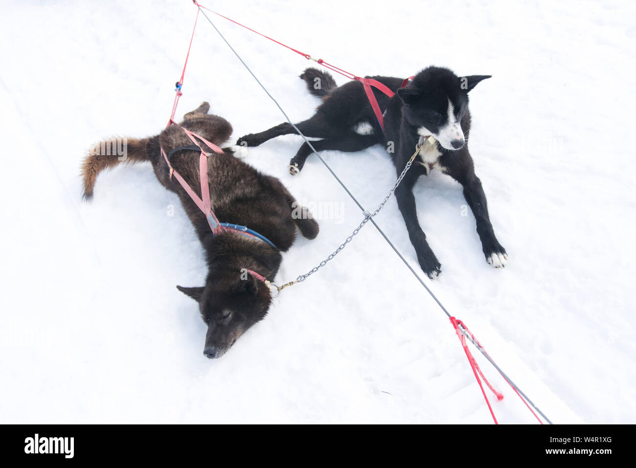 I cani di cooling off sul ghiacciaio Norris, Alaska. Foto Stock