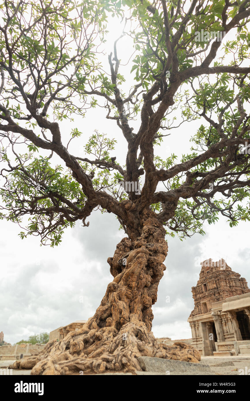 Struttura abbandonata a Vittala tempio di Hampi, Karnataka, India. Foto Stock