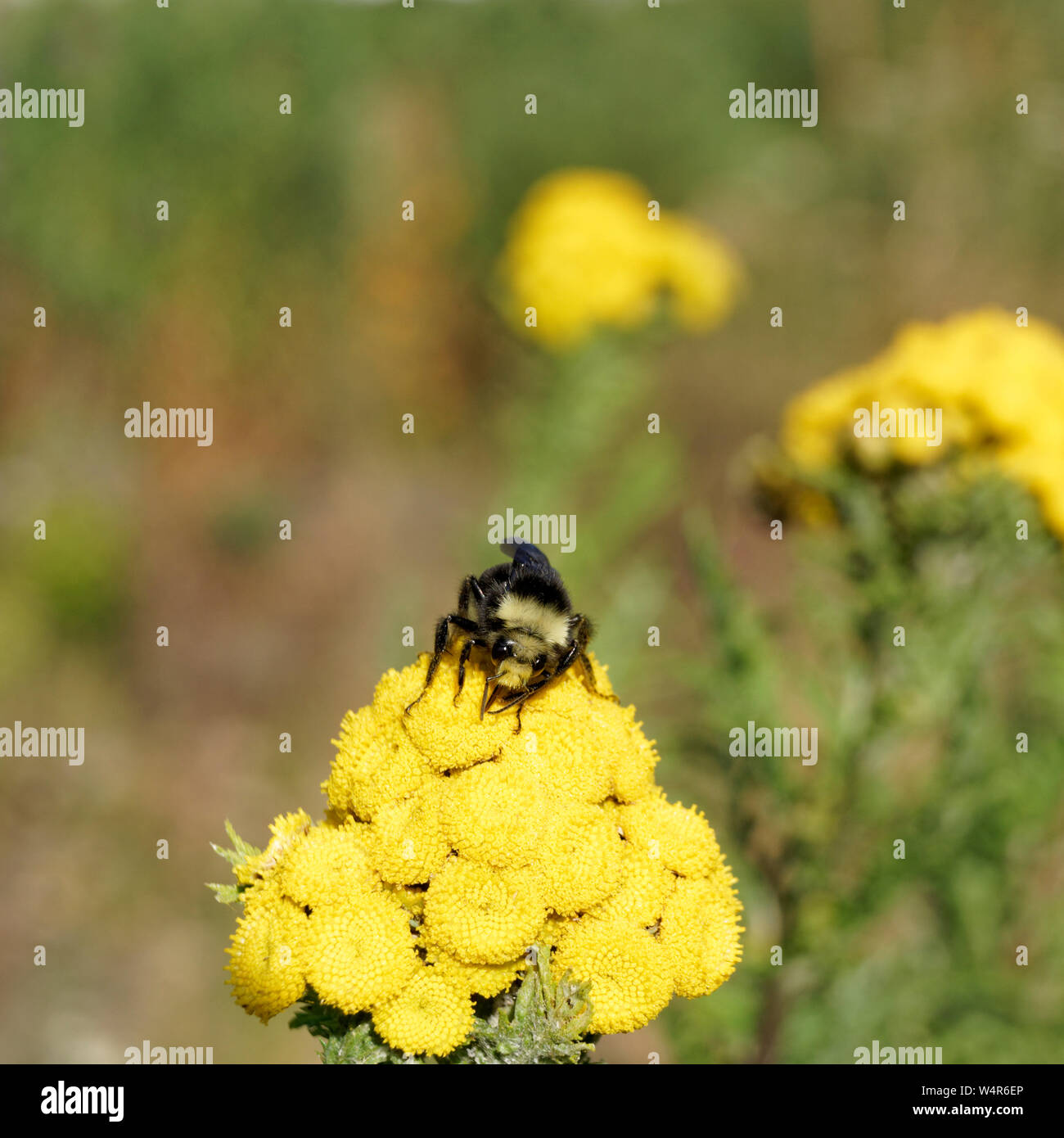 Primo piano di bumblebee che raccoglie polline e nettare bevendo in cima ai fiori di tansy comune (Tanacetum vulgare) Foto Stock