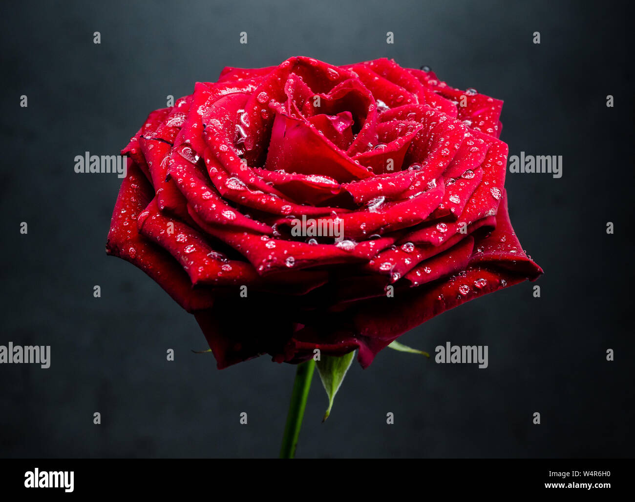 Rosa chinensis, ancora la vita di un cinese red rose contro uno sfondo scuro Foto Stock