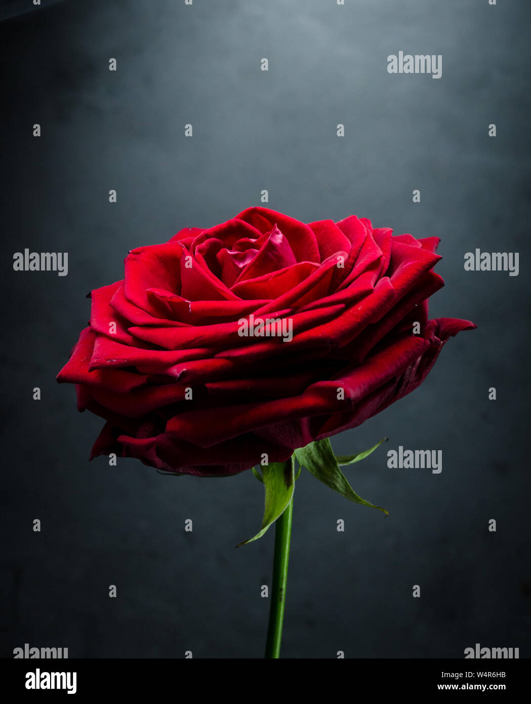 Rosa chinensis, ancora la vita di un cinese red rose contro uno sfondo scuro Foto Stock