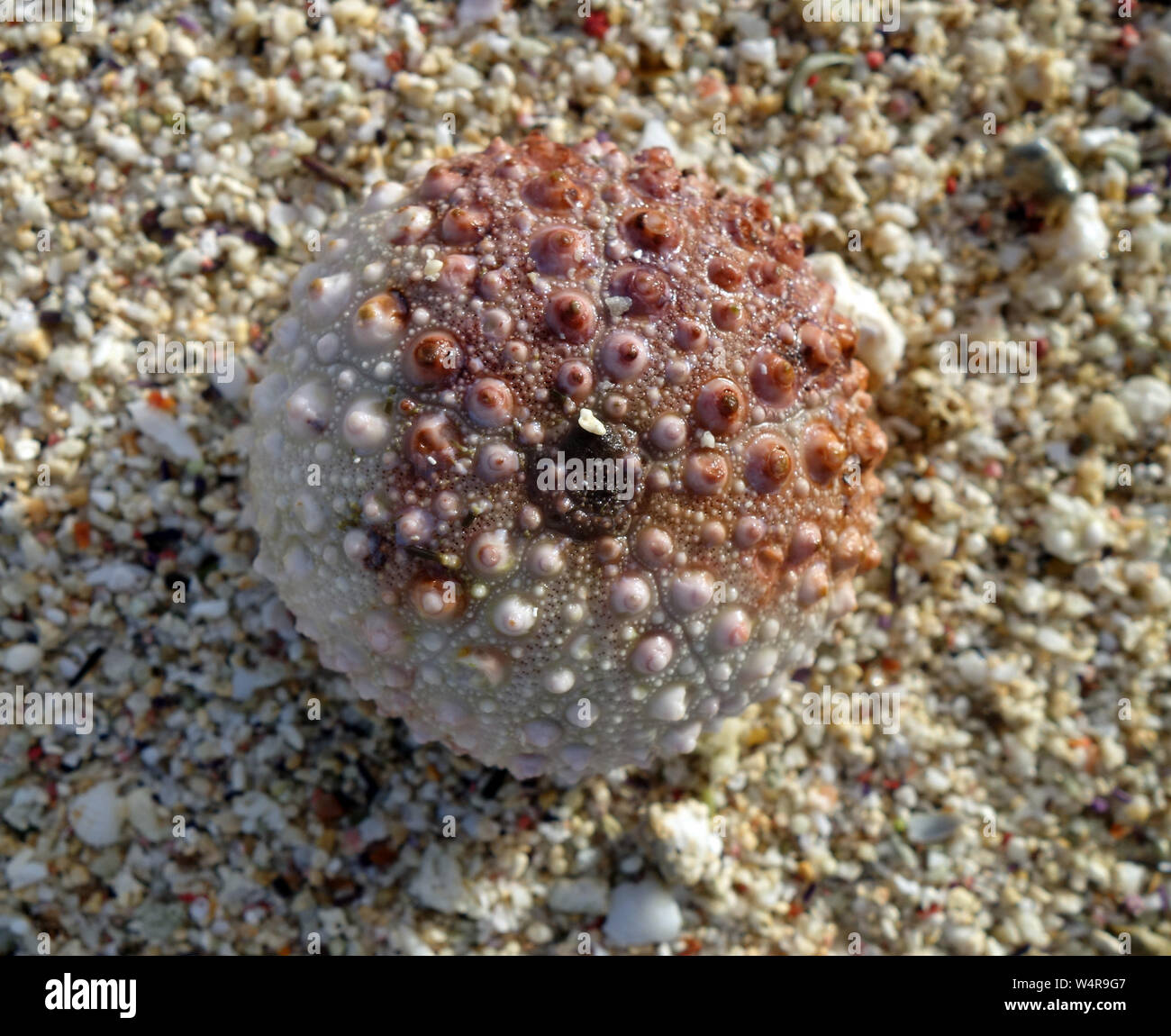 Ricci di mare scheletro (test) sulla spiaggia, La Cambuse spiaggia pubblica, Mon Tresor, Mauritius Foto Stock