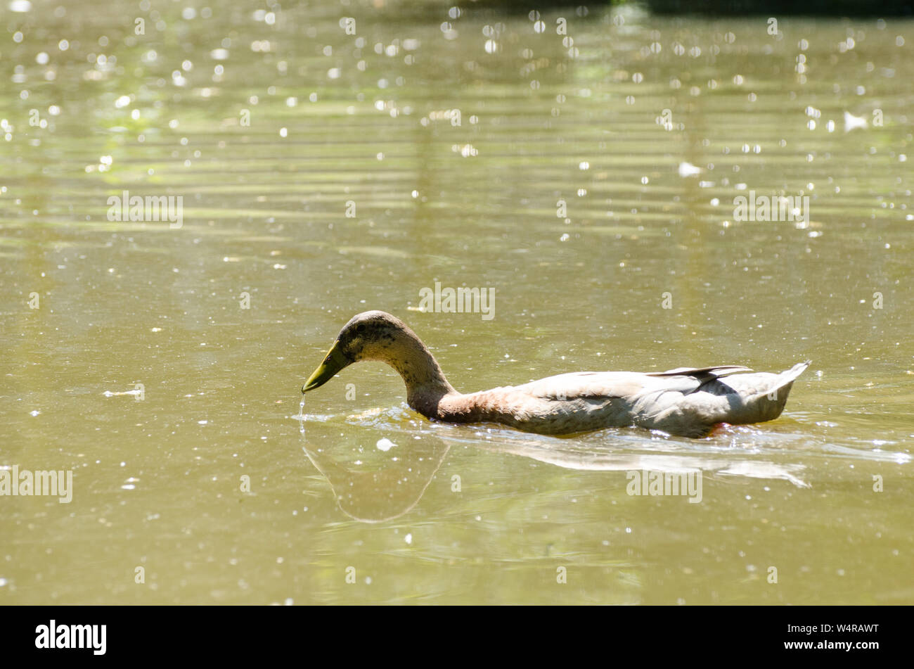 Anatidi, anatre nuotare in un lago Foto Stock