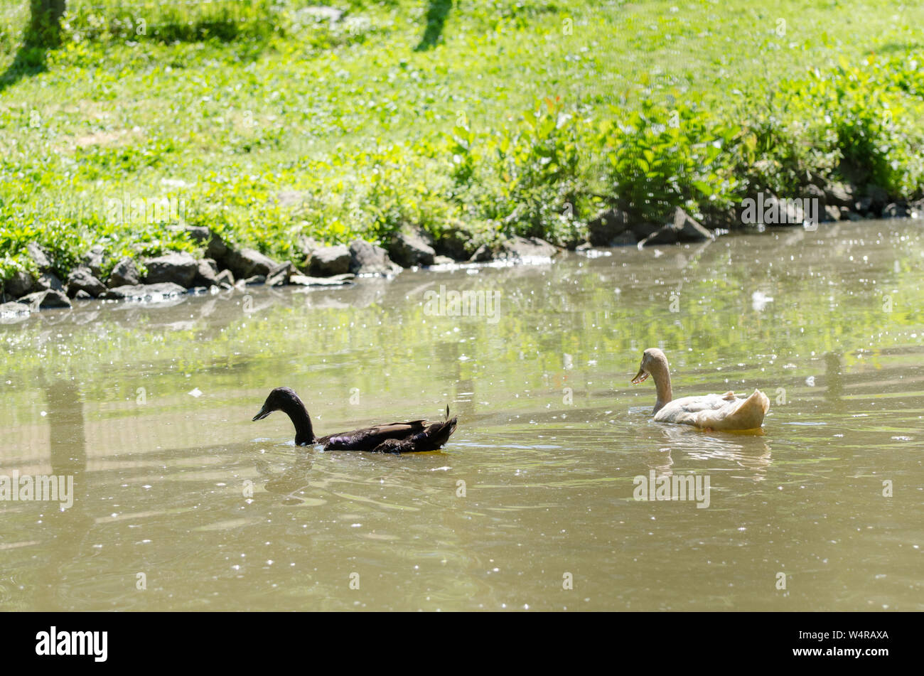 Anatidi, anatre nuotare in un lago Foto Stock