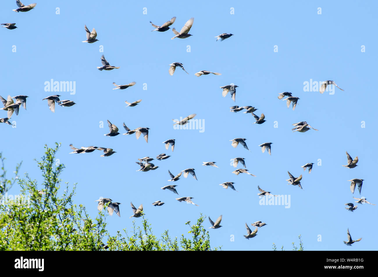 Passeridae, Gregge di passeri contro il cielo blu Foto Stock