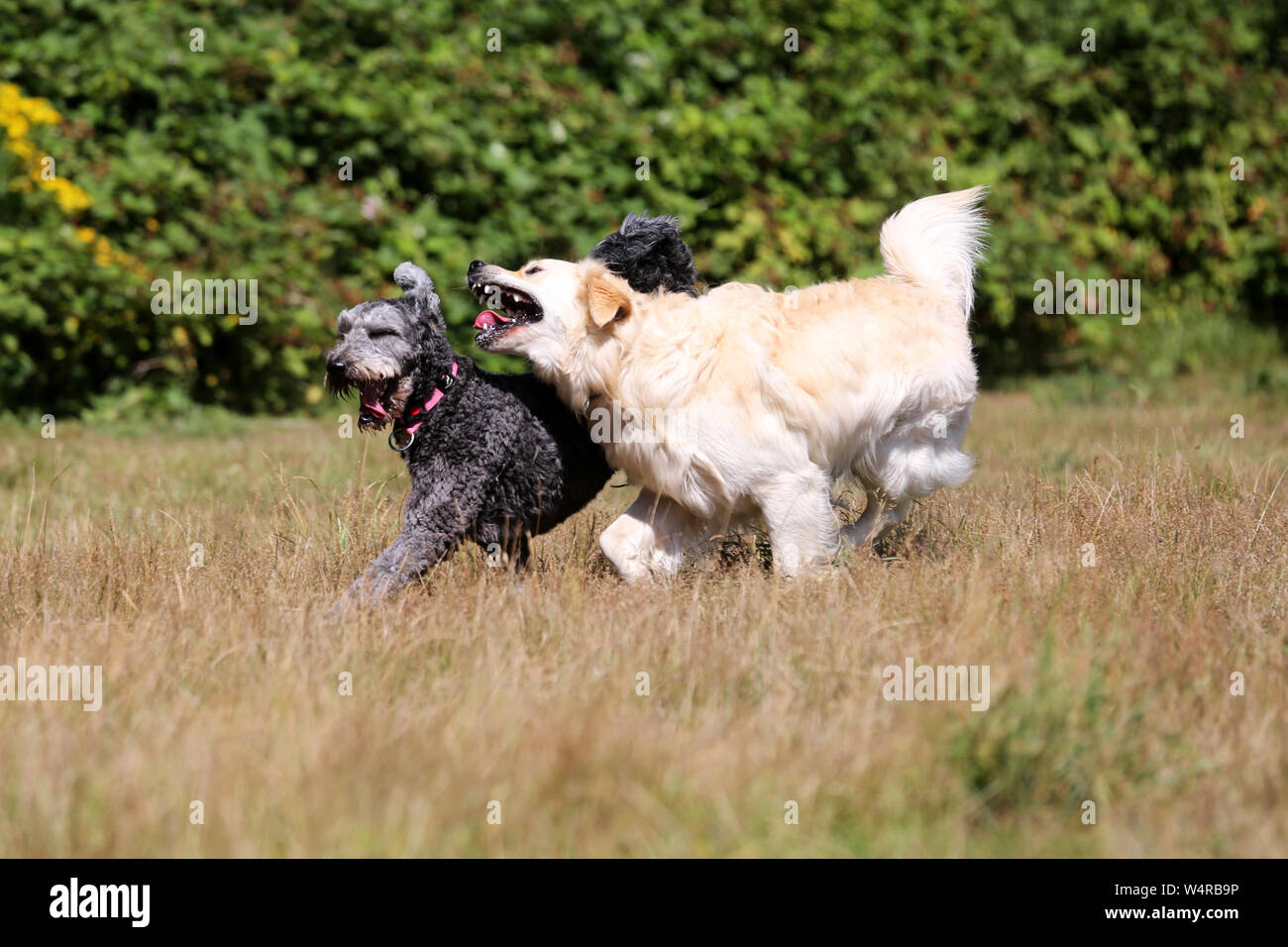 Due cani corrono felicemente, inseguono e giocano in un campo a Chichester, West Sussex, Regno Unito. Foto Stock